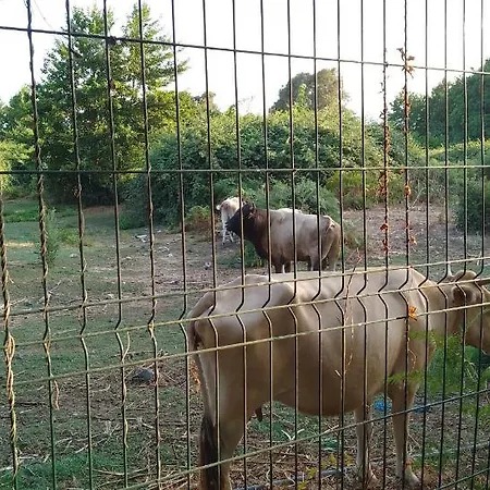 House A Marina Di …corse シャレー